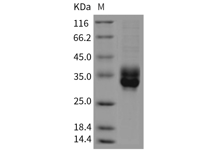 Валидация Elabscience PKSR030278(5624)