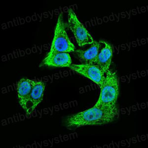 Валидация IF - AntibodySystem RHA72203 (67)