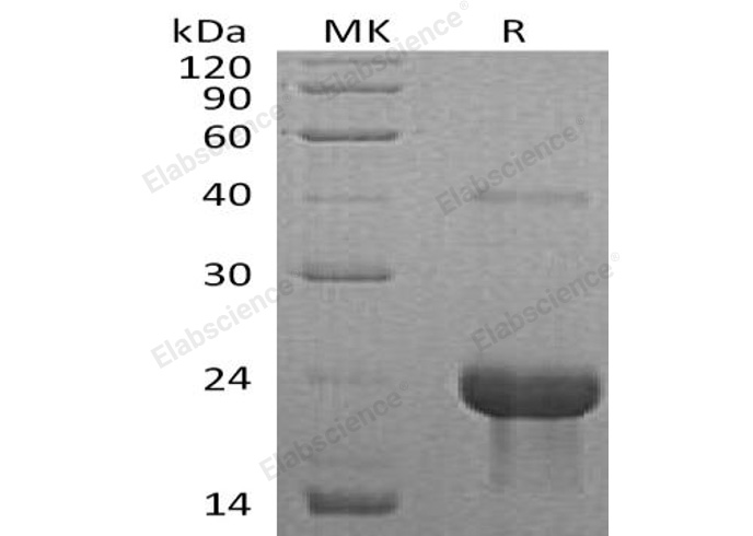 Валидация Elabscience PKSM040648(4632)