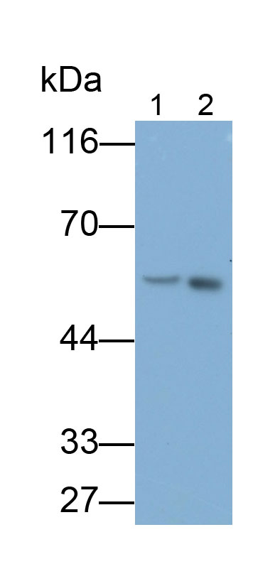 32534