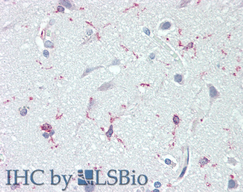 Валидация Elabscience E-AB-14240