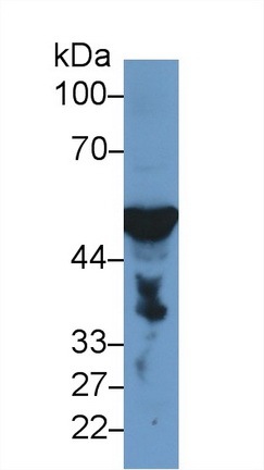 13267
