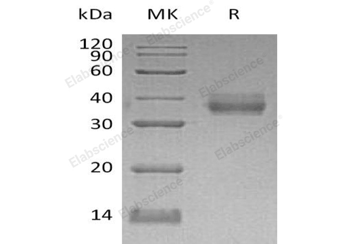 Валидация Elabscience PKSH032382(2866)