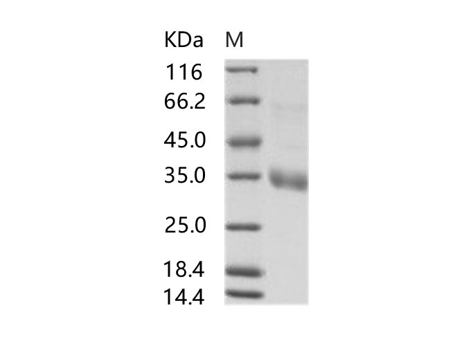 Валидация Elabscience PKSV030237(6001)
