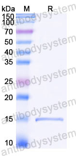 Валидация SDS-PAGE - AntibodySystem RZZ01817