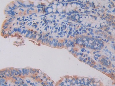 15434