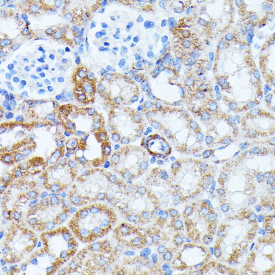 Валидация Elabscience E-AB-65248