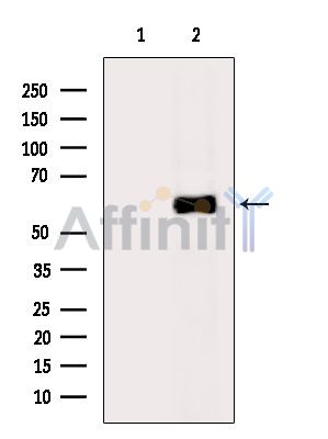 Валидация Affinity DF15806 - 12293