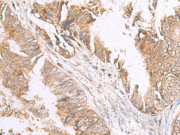 Валидация Elabscience E-AB-18997