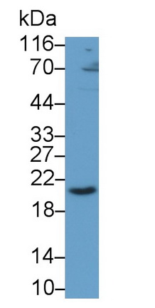 48460