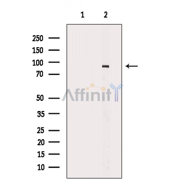 Валидация Affinity AF6699 - 3954