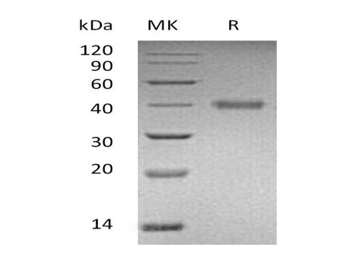 Валидация Elabscience PKSH033007(3391)