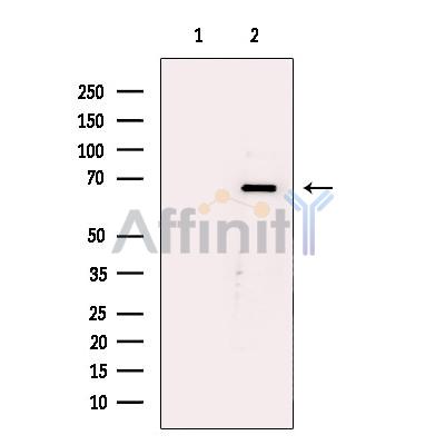 Валидация Affinity AF6423 - 3727