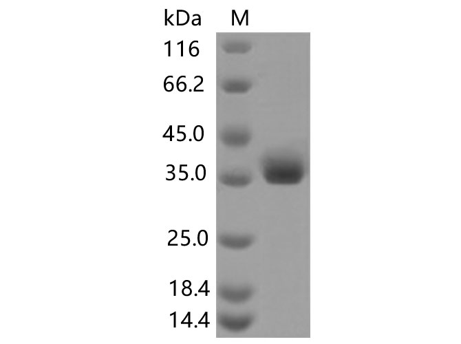 Валидация Elabscience PKSV030449(6172)