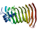 Membrane Spanning 4 Domains Subfamily A, Member 1 (MS4A1)