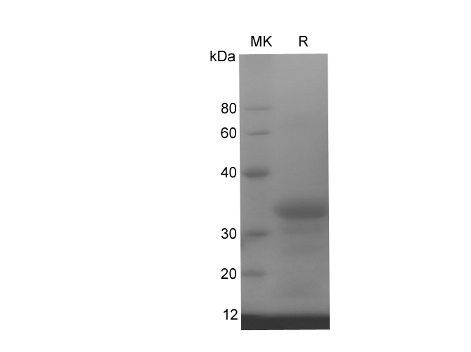 Валидация Elabscience PDEH100771(215)