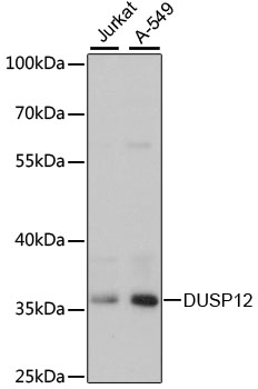 Валидация Elabscience E-AB-66033