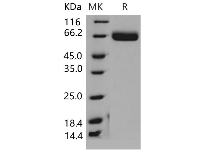 Валидация Elabscience PKSM040603(4589)