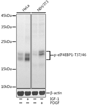 AP0030, вестерн-блоттинг, лизаты клеток HeLa и NIH/3T3 (25236)