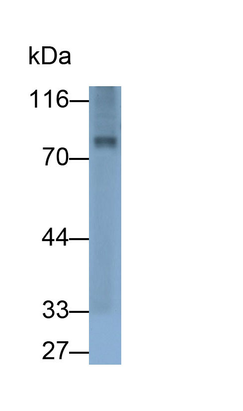 32047
