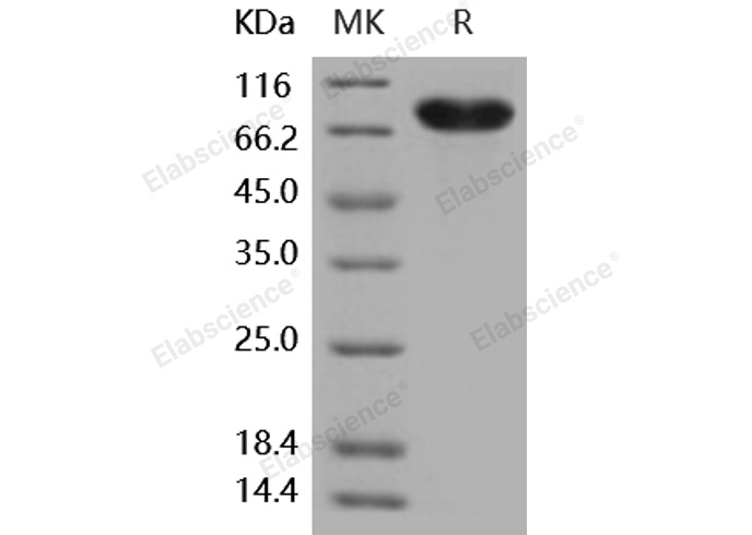 Валидация Elabscience PKSH031893(2510)