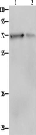 Валидация Elabscience E-AB-14341