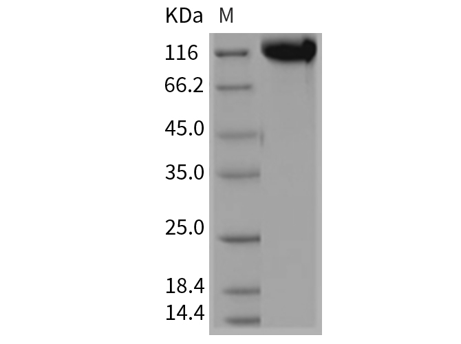 Валидация Elabscience PKSR030388(5725)