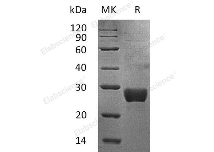Валидация Elabscience PKSH032814(3231)