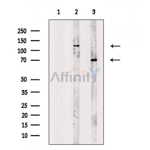 Валидация Affinity DF4233 - 15611