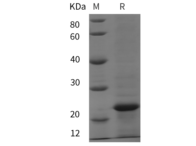 Валидация Elabscience PDER100181(718)