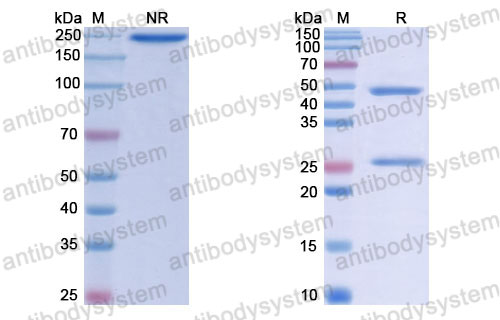 Валидация SDS-PAGE - AntibodySystem RHJ92818