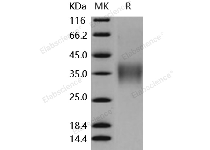 Валидация Elabscience PKSM040892(4844)