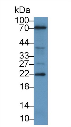 5173