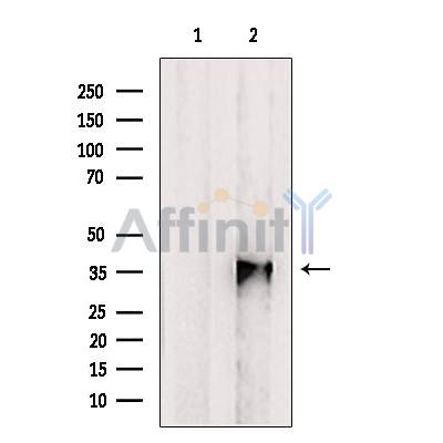 Валидация Affinity DF2454 - 13079