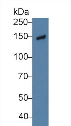 10177