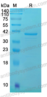 YVV14708, SDS-PAGE