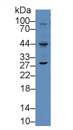 8995
