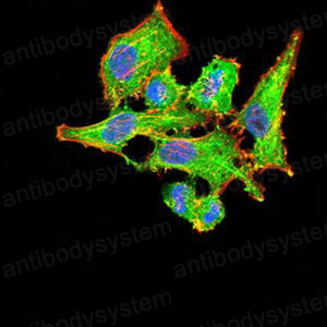 Валидация IF - AntibodySystem RHD12607