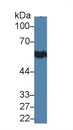 14331