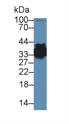 12605