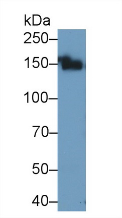 9700