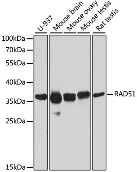 Валидация Elabscience E-AB-62189