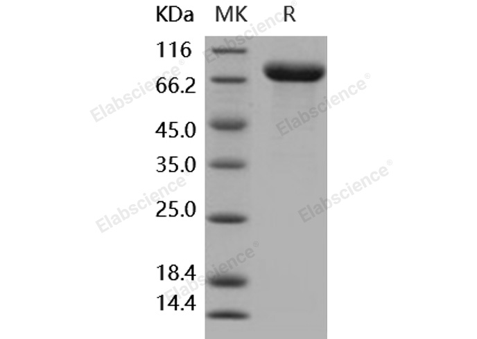 Валидация Elabscience PKSH031866(2489)