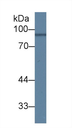 17609