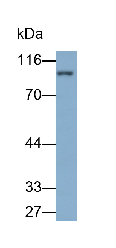 5569