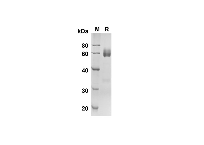 Валидация Elabscience PDMM100118(1088)