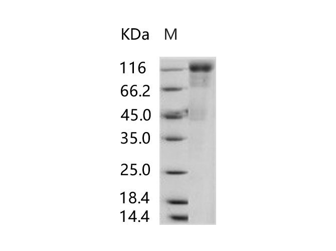 Валидация Elabscience PKSV030205(5982)