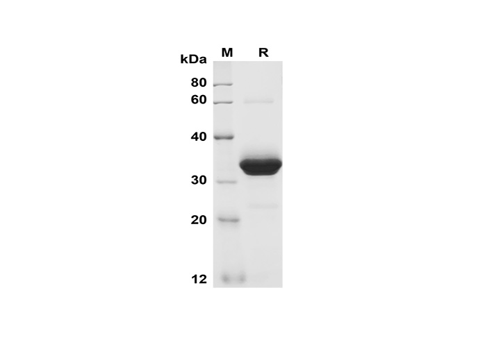 Валидация Elabscience PDMM100173(1133)
