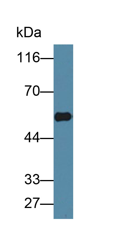 60591