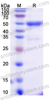 Валидация AntibodySystem YVV38501
